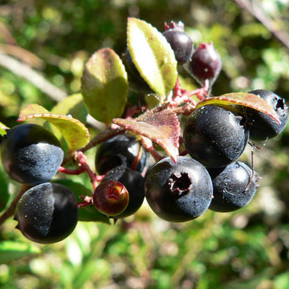 Sets 2 Black Huckleberry Bushes Tree Live Plant in 3" Pot, from 4-6 Inches Tall, Sweet Huckleberries Well Rooted, Dormant, Blueberry Like Shrubs