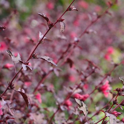 2 Live Cranberry Hibiscus Plants, Ornamental Hibiscus, 4-8 Inches Tall, Ready for Planting
