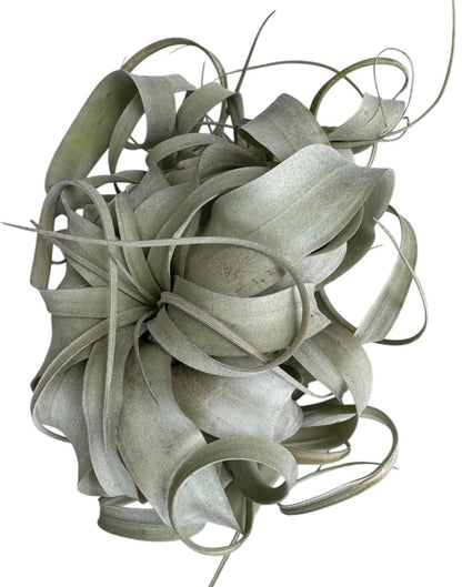 Large Xerographica Air Plants 6 to 7 Inch Wide - Air Plants Live Tillandsia Succulent House Plants Holders - Available in Wholesale/Bulk - Home and Garden Decor - Easy Care Indoor/Outdoor Plants(1 PC)