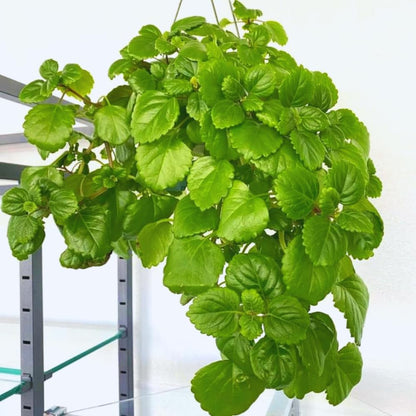 2 Green Swedish Ivy Plants, 3 Inc to 6 Inc Tall Seedling, House Plant Live, Live Swedish Ivy Plants, Swedish Ivy Live Plants