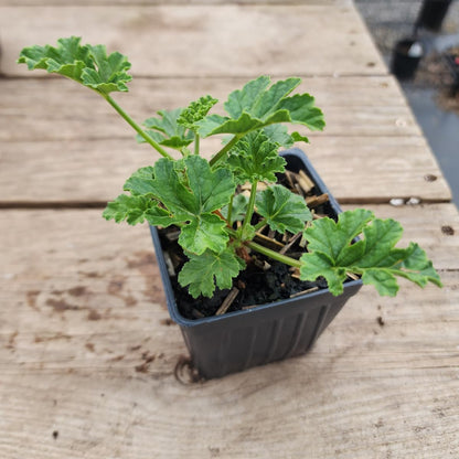 Geranium 'Apricot' (Pelargonium scabrum) Organic Scented Geranium Plant in 2.5-inch Pot by Smoke Camp Crafts - Rough-Leaved Geranium