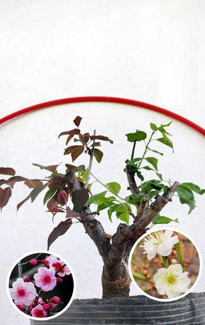 Fragrant Live Plant Rare 'Meiren & Jade Butterfly' Japanese Apricot Bonsai (Prunus mume)–Plum Blossom 8+ Year Old Without Buds
