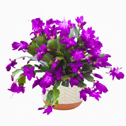 4 Mixed of Easter Cactus Plants Live, Christmas Cactus, False Thanksgiving Cactus Plants Like, Cold Hardy, 5-9" in Tall, No Pot, Assorted Colors - 3