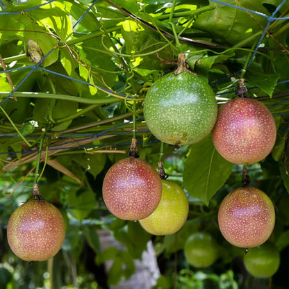 Passion Fruit Plant Live 4-7 Inch, Passionfruit Vine for Outdoor Garden, Tropical Climbing Vine for Trellis, Fence or Backyard Growing (Purple Passionfruit)
