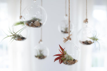 Tillandsia Leonamiana Air Plant - Wholesale and Bulk - Succulents - Live Tillandsia - Easy Care Indoor and Outdoor House Plants (Single)