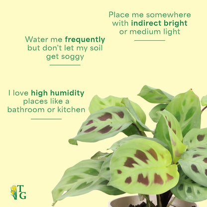 Thorsen's Greenhouse Green Prayer Plant, Live Indoor Plant, Pet Friendly, Uncommon Houseplant, Green Maranta, Easy to Grow, 4" Diameter Pot (Nursery Pot)