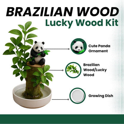 CZ Grain Lucky Office Desk Planter with Panda – Brazilian Willow Wood Tree, Thick Trunk, Fast Sprouting, Modern Desktop Decor - Living Gift - Calming Nature Presence