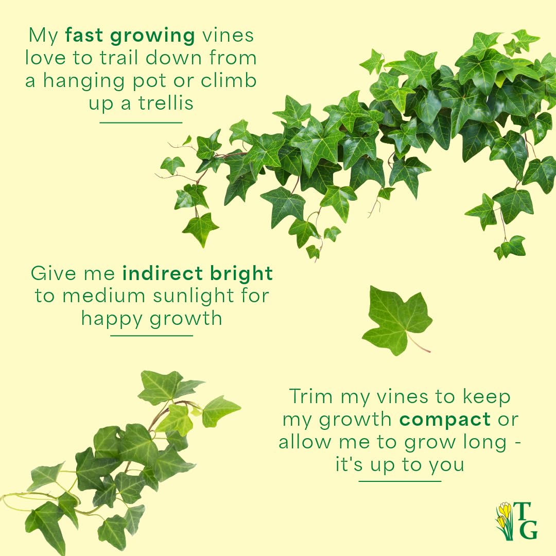 Thorsen's Greenhouse Live Green English Ivy Plant, Hedera Helix, Natural Air Purifier, Easy to Grow, Live Indoor Houseplant, (Sage - 6" Pot)