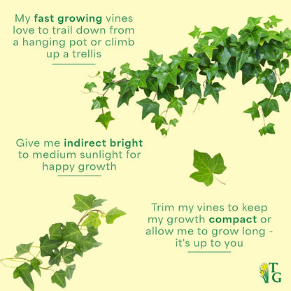 Thorsen's Greenhouse Live Green English Ivy Plant, Hedera Helix, Natural Air Purifier, Easy to Grow, Live Indoor Houseplant, 4" Diameter Pot (Terra Cotta)