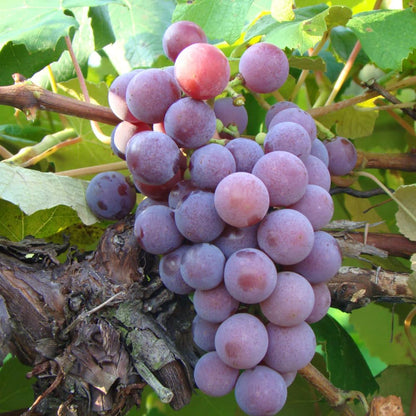 Grape Vine Plant Live for Planting Outdoors, Grape Plant Live Grape Tree to Grow 1-2 Years Old Well-Rooted, Black Grape Fruit Tree Live Plant (Red Grape)