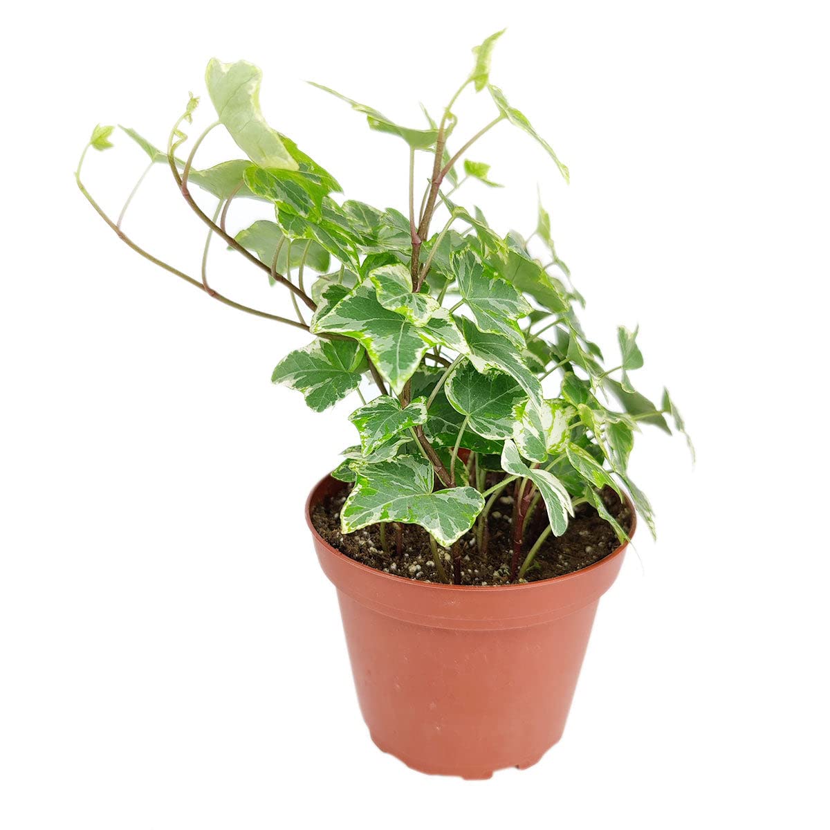 Golden English Ivy - Hedera Helix Kolibri (4" Grower Pot) - Eye-catching, Air-Purifying, Easy to Grow Houseplant - Best Trailing Houseplant for Home and Office Decoration