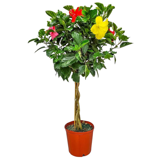 Braided Hibiscus Tree - Mixed (3 to 4 Flower Colors) - Overall Height 36" to 42" - Tropical Plants of Florida