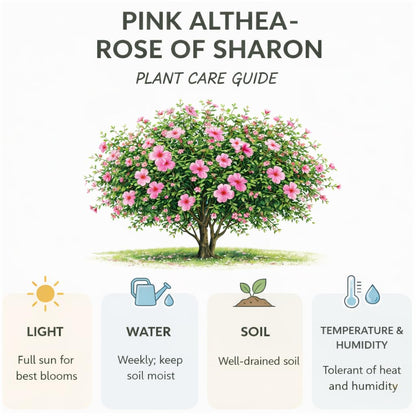 2 Rose of Sharon Tree Live Plant - Pink Althea, 1–2 Feet Tall Pink Hibiscus Syriacus, Flowering Shrubs for Outdoor Planting and Garden Beds, Dormant Plant