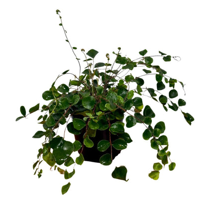 PLANTVERS Live Fern Plant in 4-Inch Grow Pot | Easy Care Indoor Houseplant | Button, Bird’s Nest (Plain), Lemon Button, Bird Nest & Staghorn | Low Maintenance Greenery (4" - Grow Pot (A))