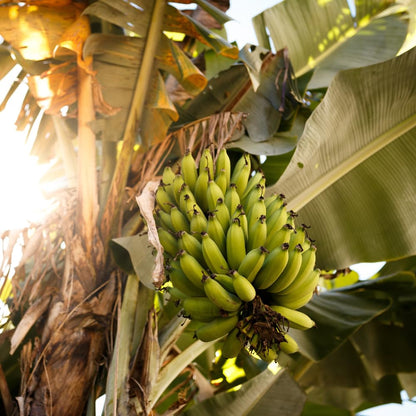 Grand Nain Banana Tree Live Plant, Banana Fruit Plant Well Rooted, 5 to 7 Inch Tall, No Pot