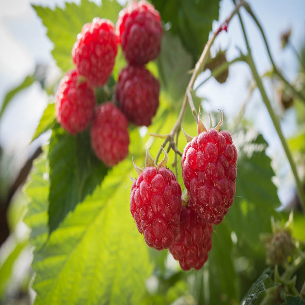 Heritage Raspbery - 2 Red Raspberry Plant - Free Plant Boost Included! Everbearing - Organic Grown