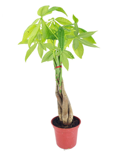 Braided Pachira Stump Money Tree (4" Grower Pot) - Feng Shui Lucky Plant for Home Office Decoration - Best Indoor Air Purifier Houseplant for Beginners - Low Light and Easy to Care Houseplant