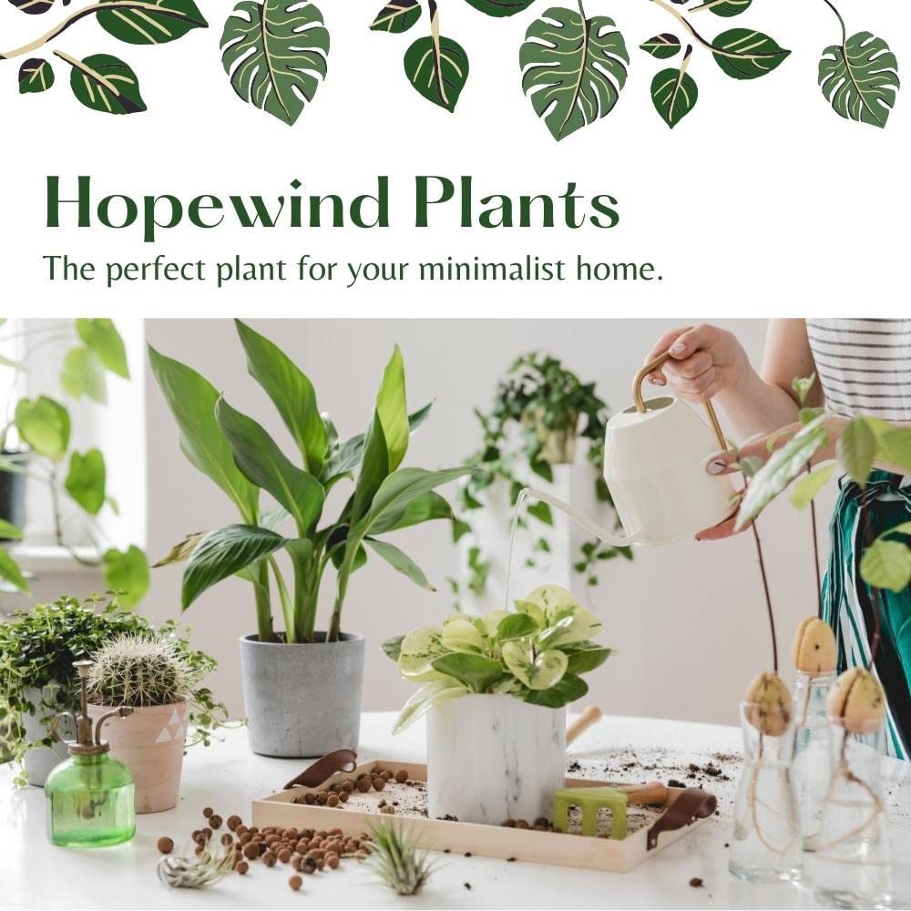 Hopewind Plants Shop Parlor Palm, Pet-Friendly, Air Purifying Plant, Live Indoor Plant, Neanthe Bella Palm, Easy Care and Easy to Grow and Low Maintenance Live Houseplant in 4 inch Pot