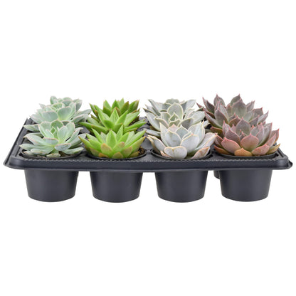 Arcadia Garden Products Live Assorted Mini Succulents in 2 in. Grower Pot, 12-Pack, Green (LV66) ***Cannot Ship to Hawaii***