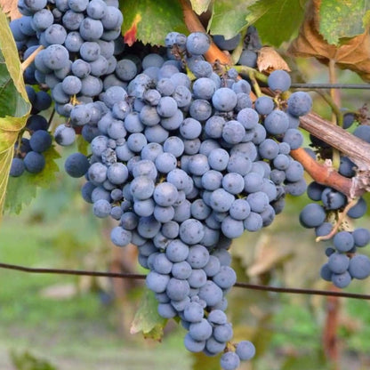 Grape Vine Plant Live for Planting, Grape Plant Live Grape Tree 1 to 2 Years Old, Grape Fruit Tree for Planting, Well-Rooted (Blue Black Grape)