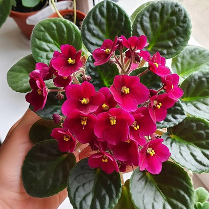 African Violet Live Plant Houseplant in 4" Pot, Blooming Indoor Plant for Home or Office with Vibrant Flowers (Red African Violet)