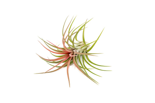Large Air Plants Ionantha Victoriana 4 to 6 inch - Available in Wholesale and Bulk - Live Succulent House Plants - Home and Garden Decor - Easy Care Indoor and Outdoor Plants (Pack of 1)