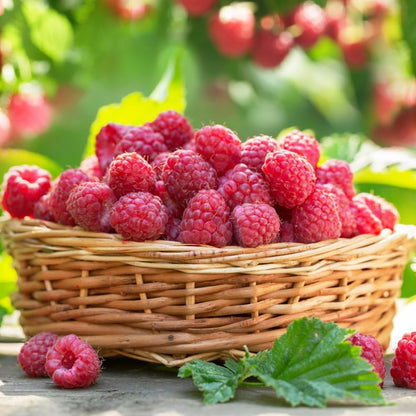 2 Red Thornless Raspberry Plants Live, Sweet Raspberry Bush Shrub to Grow, Well-Rooted 4-8" in Tall, Cold Hardy
