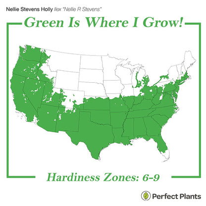 PERFECT PLANTS Nellie Stevens Holly 1 Gal. Pot | Fast Growing Privacy Evergreen| Easy to Maintain, Glossy Green Foliage