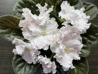 2 White African Violets Live Plants, Random White Flowers, Indoor Flower Plant, Blooms All Year Round 4 Inch Pot