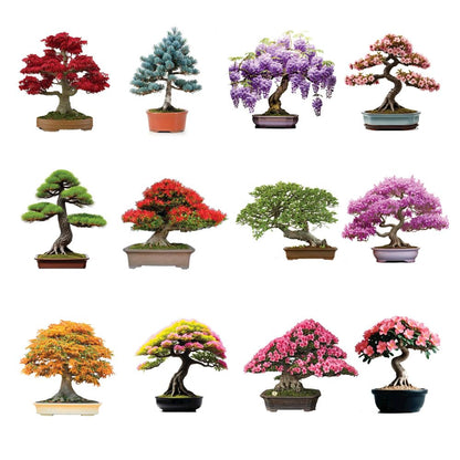 12 Bonsai Tree Seeds Kit - 300+ Seeds - Red Maple, Blue Spruce, Cherry Blossom, Wisteria, Black Pine, Flame, Chinese Elm, Purple Lilac, Trident Maple, Albizia Juibrissin, Judas, Desert Rose