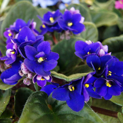 African Violets Live Plants, African Violet Plant Live House Plants, 4 Inc Potted, 4 to 6 Inc Long (Blue)