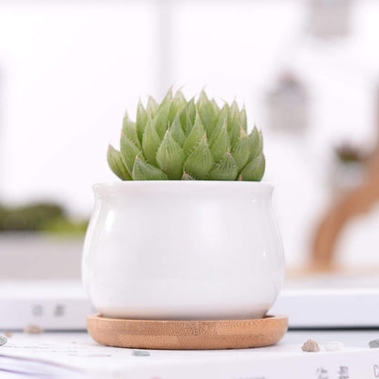 Brajttt Succluent Pots ，Small Flower Pots Planter Pots with Drinage,Ceramic Flowers Pots with Bamboo Tray for Cactus(12 Pack