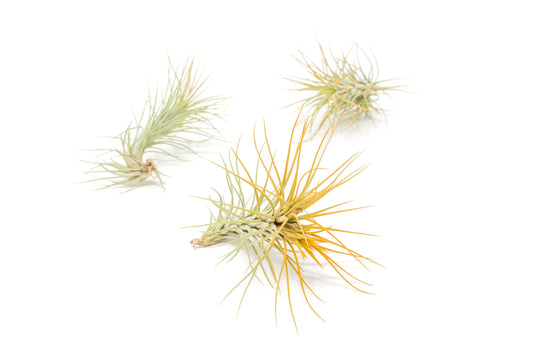 Orange Colorful Tillandsia Air Plants - Long Lasting Color Enhanced Live Tillandsia Succulent House Plants - Home and Garden Decor - Easy Care Indoor/Outdoor Plants (Funckiana, Pack of 3)