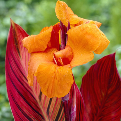 Van Zyverden Phaison Cannas Bulbs (Set of 6), Orange