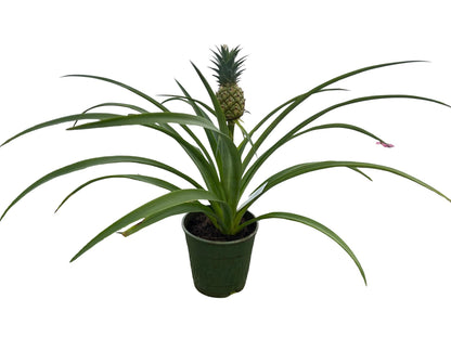 Fruiting Pineapple Plant - Ananas comosus - Great Indoors/Out - 5" Pot