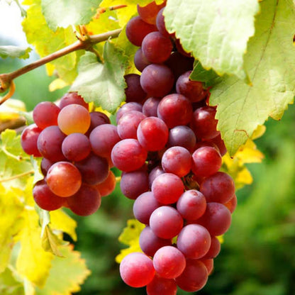 Grape Vine Plant Live for Planting Outdoors, Grape Plant Live Grape Tree to Grow 1-2 Years Old Well-Rooted, Black Grape Fruit Tree Live Plant (Red Grape)