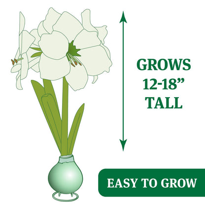 Blue Skies Waxed Amaryllis Flower Bulb with Stand, Grow Real Blooming Indoor Spring Flowers, No Water Needed