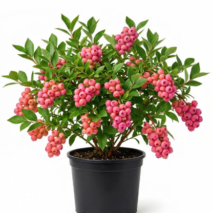 Blueberry Bush Plant Live, 1-2 Feet Tall, Hardy Pink Lemonade Blueberry Live Plant for Planting, Gal Potted, Well-Rooted, Live Plant in 1 Gallon Pot, No to CA