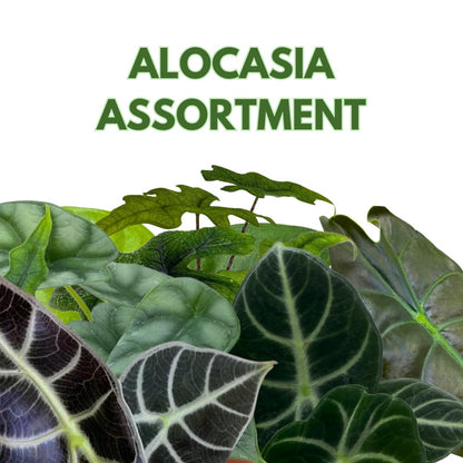 BubbleBlooms Jewel Alocasia Assortment, 3 Different Alocasias in 4 inch pots Grower's Choice