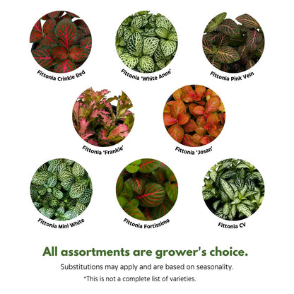 BubbleBlooms Fittonia Assortment 2 inch Pots Set of 3 Never Plant