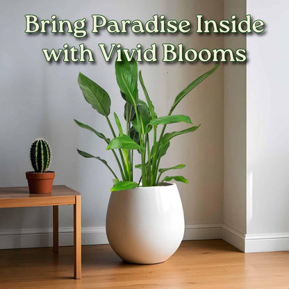 Tropical Plants of Florida Bird of Paradise Live Plant Orange Flower with Fertilizer and Soil - 3 Gallon 30 to 36 Inch Tall Indoor Outdoor Tropical Foliage Plant
