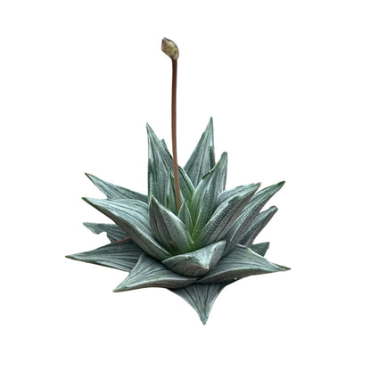 Rare Haworthia Ivory Tower White Variegata - Succulent Plants - Unique Varieties | Live Indoor Plants | Low-Maintenance | Great for Collectors, Home, Office, and Gifts