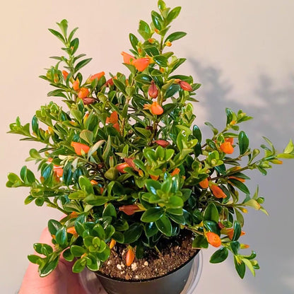 Goldfish Plants Live in 4" Pot from 4-7" Tall, Goldfish Plants Live Houseplants, Orange Flowering Trailing Plant for Indoor Outdoor Houseplant