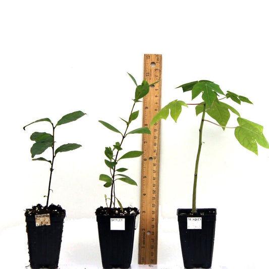 Musa Goldfinger Banana Fruit Tree Live Plant Tropical garden