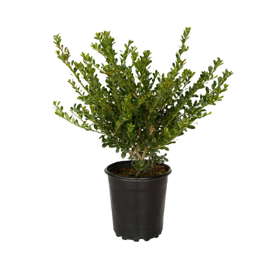 Japanese Holly Ilex Compacta (2.5 Quart) - Low-Maintenance Evergreen Shrub - Live Plant in Pot - Dense Green Foliage
