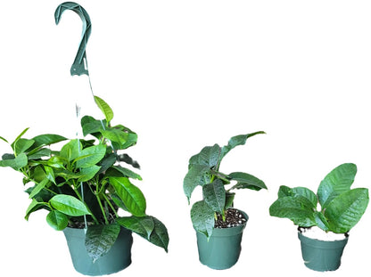 Hoya Shooting Star - Hoya Multiflora - Hoya Plants Live Houseplants - Stunning Shooting Star-Shaped Blooms - Air Purifying Tropical Vine - CA Seller (2 Plants in 4.5" Pot)