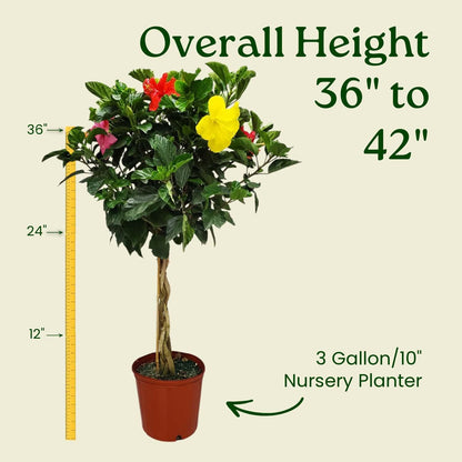 Braided Hibiscus Tree - Mixed (3 to 4 Flower Colors) - Overall Height 36" to 42" - Tropical Plants of Florida