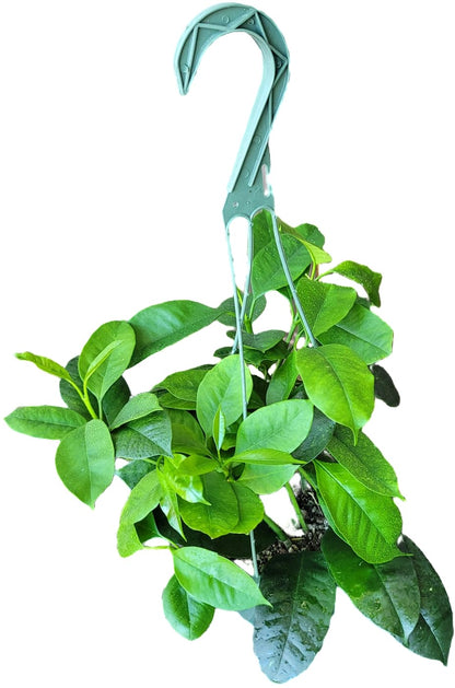 Hoya Shooting Star - Hoya Multiflora - Hoya Plants Live Houseplants - Stunning Shooting Star-Shaped Blooms - Air Purifying Tropical Vine - CA Seller (2 Plants in 4.5" Pot)