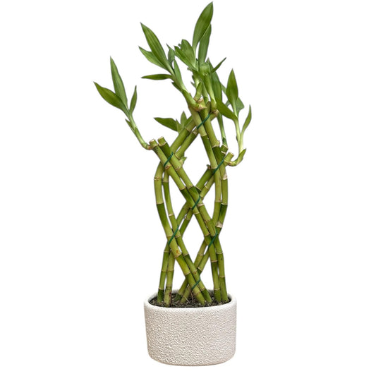 Hopewind Plants Shop - Lucky Bamboo Live Plant in Decorative Pot, Easy to Maintain Indoor Houseplant, Perfect for Home, Room, or Office Decor, Great House Warming or Birthday Gift, 12-15 Inches Tall