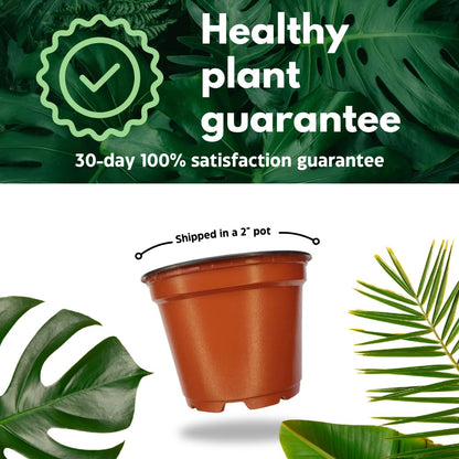 BubbleBlooms Snake Plant Black Robusta in 2 inch Pot, Green Striped Snakeplant, Sansevieria trifasciata